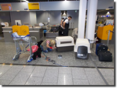 Frankfurt Airport, die Hunde werden verstaut