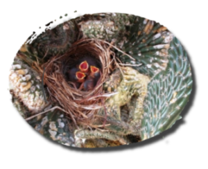 Vogelbabies